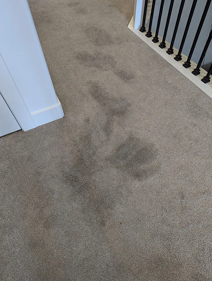 Before Carpet Cleaning